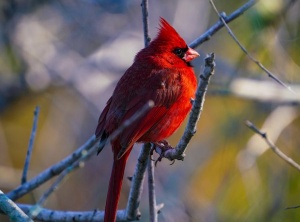 A Message from Cardinal Spirit about Love