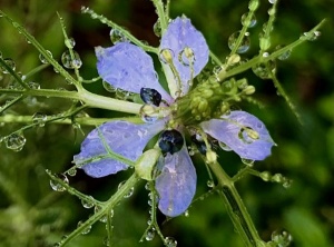 Love-in-a-Mist