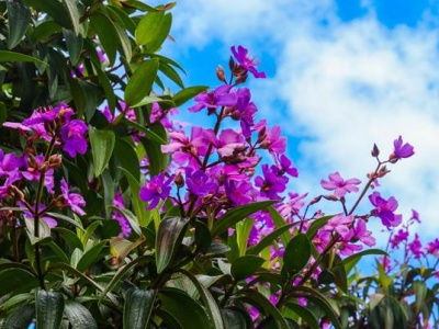 How to Make a Perfect Blooming Flower Garden