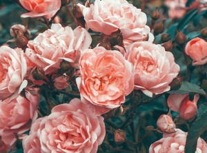 What Is the Spiritual Meaning of Roses?