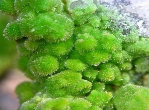 Pyromorphite