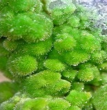 Pyromorphite