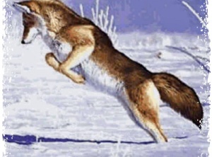Spirit of Coyote