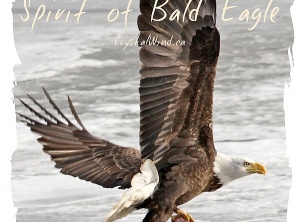 Spirit of Bald Eagle