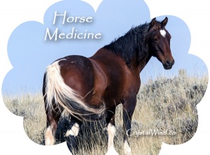 Horse Medicine