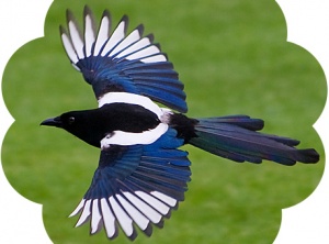 Magpie Medicine