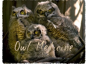 Owl Medicine