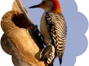 Woodpecker Medicine