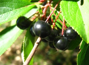 Aronia Berries - A Superfood