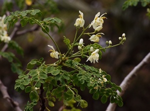 Moringa: Latest Health Superfood Or Just A Fad?