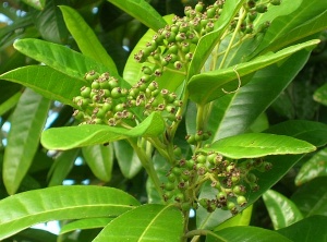 Allspice