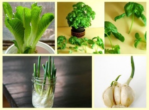 10 Vegetables You Can Buy Once And Regrow Forever!