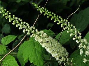 3 Powerful Indigenous Herbs From North America