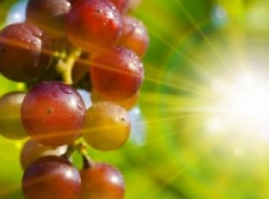 Grape Seed Extract Outperforms Chemo in Killing Advanced Cancer Cells