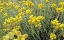 Helichrysum Essential Oil - Benefits, Uses, Recipes