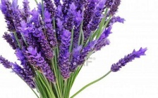 Six Powerful Ways To Use Lavender During The Cold And Flu Season