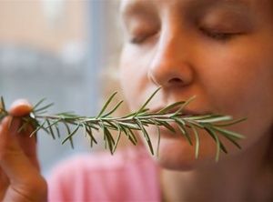 Scientists Find Sniffing Rosemary Can Increase Memory By 75%
