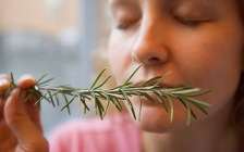 Scientists Find Sniffing Rosemary Can Increase Memory By 75%