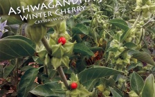 Ashwagandha - Winter Cherry