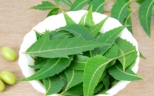 10 Wonderful Benefits and Uses of Neem: A Herb That Heals