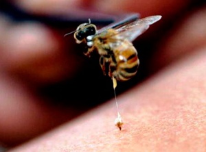 Cure for AIDS? Bee Venom Destroys HIV Cells, Finds Washington University Study