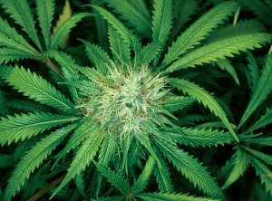 Cannabinoids Can Successfully Kill Leukemia Cells, Reveals Groundbreaking New Study