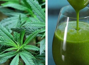 The Amazing Health Benefits of Juicing Raw Cannabis (Marijuana) Leaves