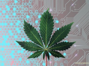 How Technology Is Transforming The Cannabis Industry?