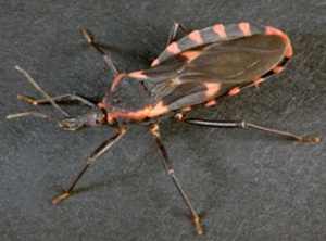 Blood-sucking ‘kissing bug’ sees 300k Americans infected with deadly disease
