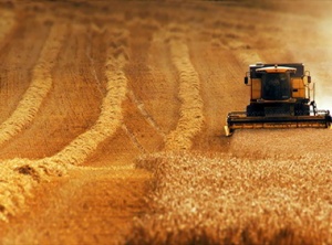 Modern Wheat and the Empath