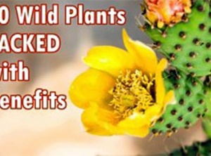 Study Identifies 10 Wild Plants PACKED with Benefits