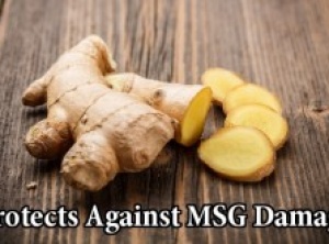 Exciting: Ginger Found to Protect Against, Reverse Toxic MSG Damage