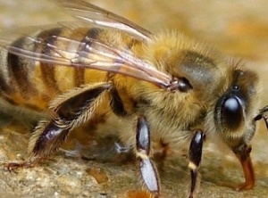 Bee Venom Can Kill the HIV Virus