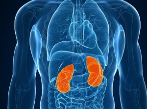 How To Detox Your Kidneys And Improves It’s Functionality