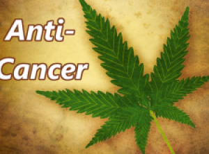 Cannabinoids (Marijuana Compounds) Lead to Leukemia Cancer Cell Destruction