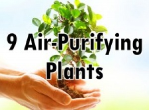 9 Cleansing House Plants to Detoxify the Air in Your Home