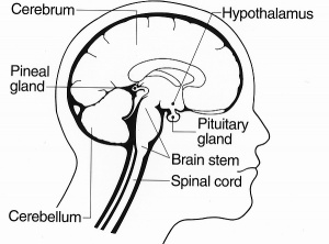 How To Detox The Pineal Gland