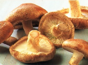 Shiitake Mushrooms – Considered the Healthiest Fungi in the World