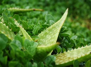 10 Herbs For Good Luck, Prosperity, And Money