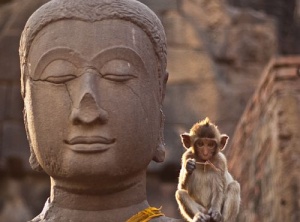 Taming the Monkey Mind—How Meditation Affects Your Health and Wellbeing (+Video)