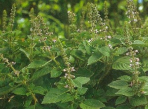 Tulsi Plant (Holy Basil) Found to Remove Fluoride from Water & Support Pineal Gland Health
