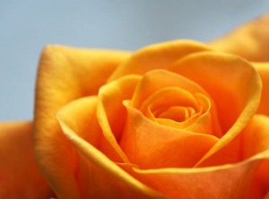 Hello, Friends! Do You Know Your Life Purpose?