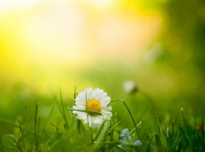 Manifesting Your Dreams