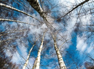 The Presence Of Stillness