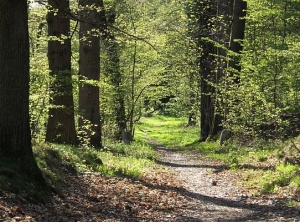 The Best Path is Your Own