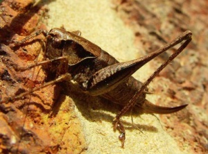 The Folklore and Mythology Surrounding Crickets