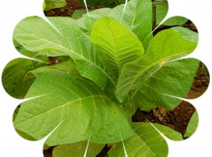 Four Sacred Native Herbs