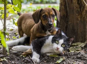 Can Cats and Dogs See Spirits?