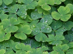 Shamrock Secrets Unveiled: The Hidden Power You Never Knew!