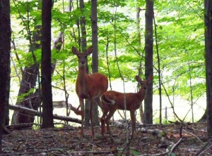 Embracing the Wilds at Lughnasadh